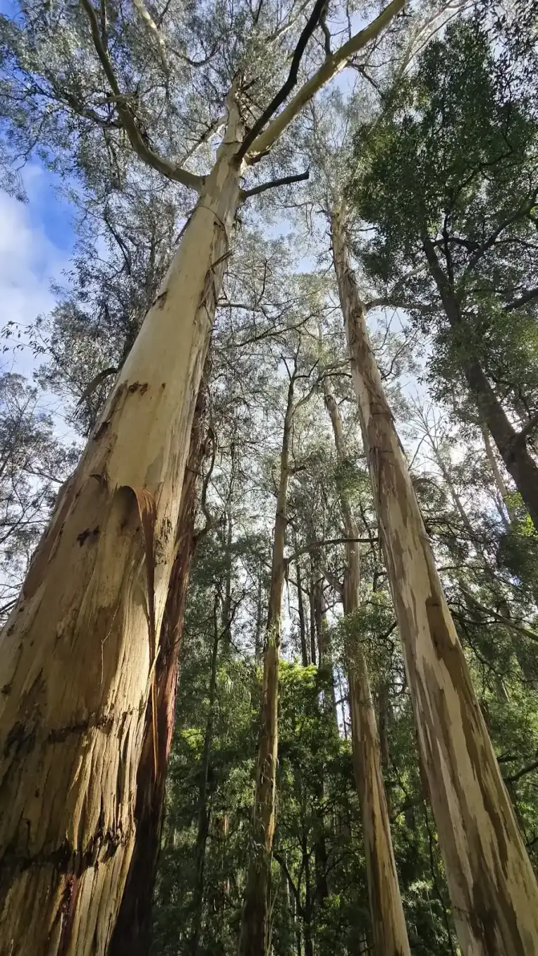 Looking up the trunk and canopy of a mature eucalyptus