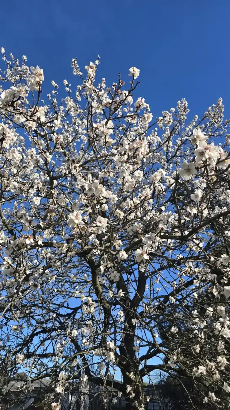 Flowering tree canopy against a blue sky