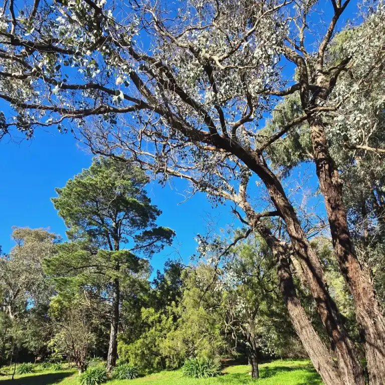 Mature branching tree in a leafy garden
