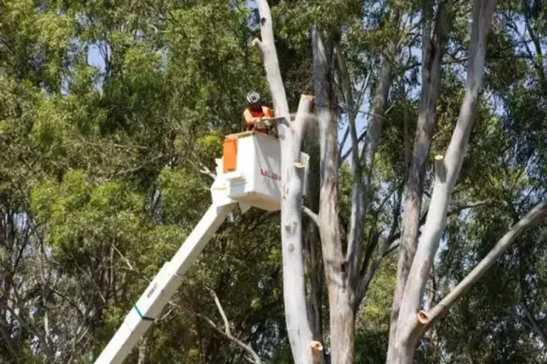 Elevated work platform beside a tree canopy