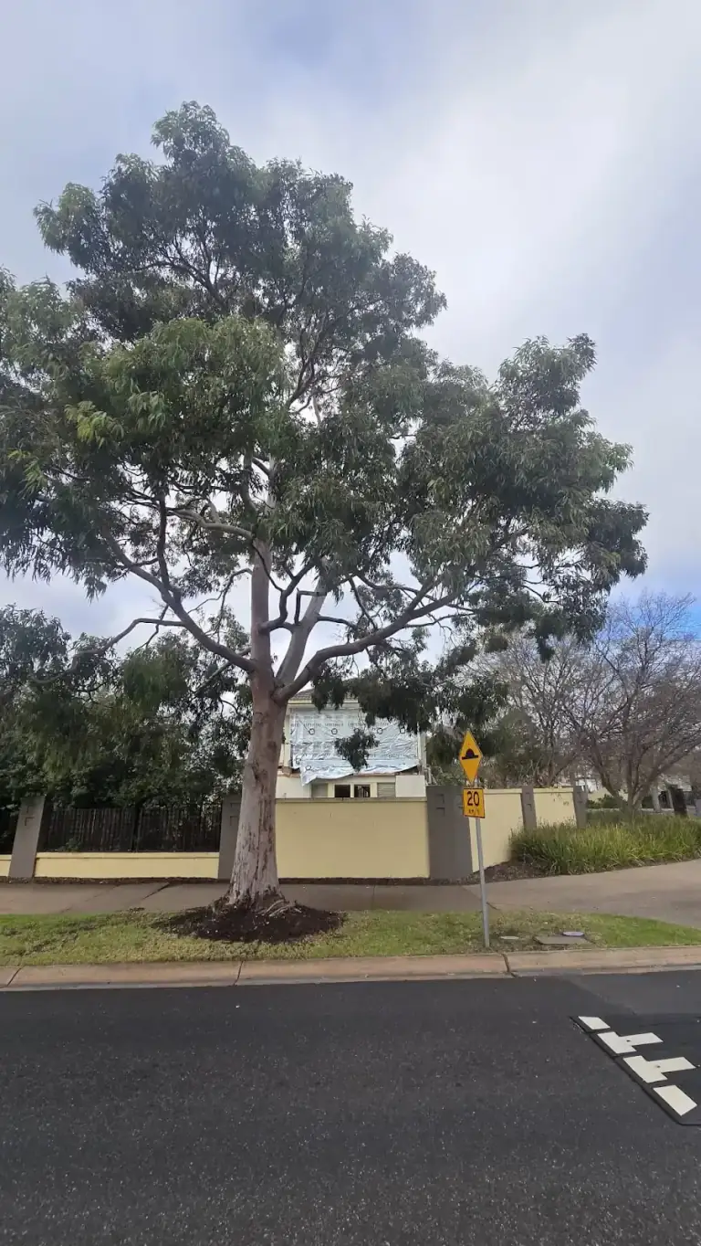 Mature street tree beside a residential property