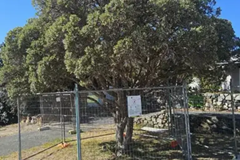 Temporary protection fencing around a retained tree