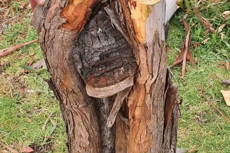Exposed decay in a tree trunk