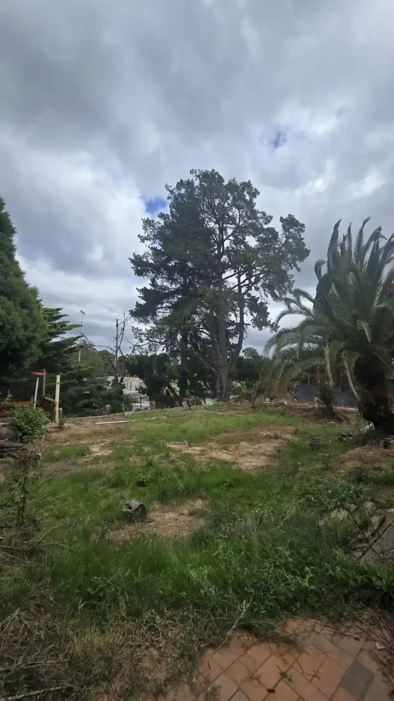 Established trees around an open area of a site