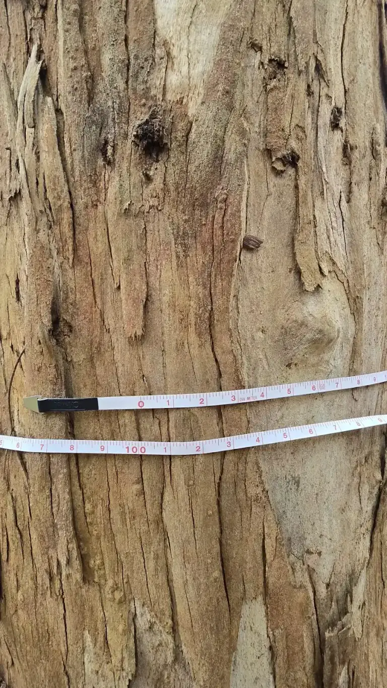 Measuring tapes around a eucalyptus trunk