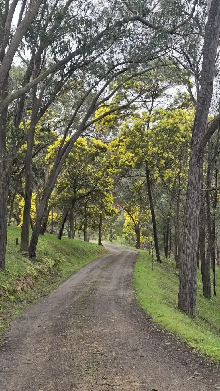 Tree-lined access track through established woodland